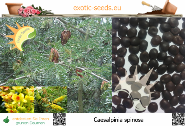 Caesalpinia spinosa, Rothülsenbaum, 10 Samen